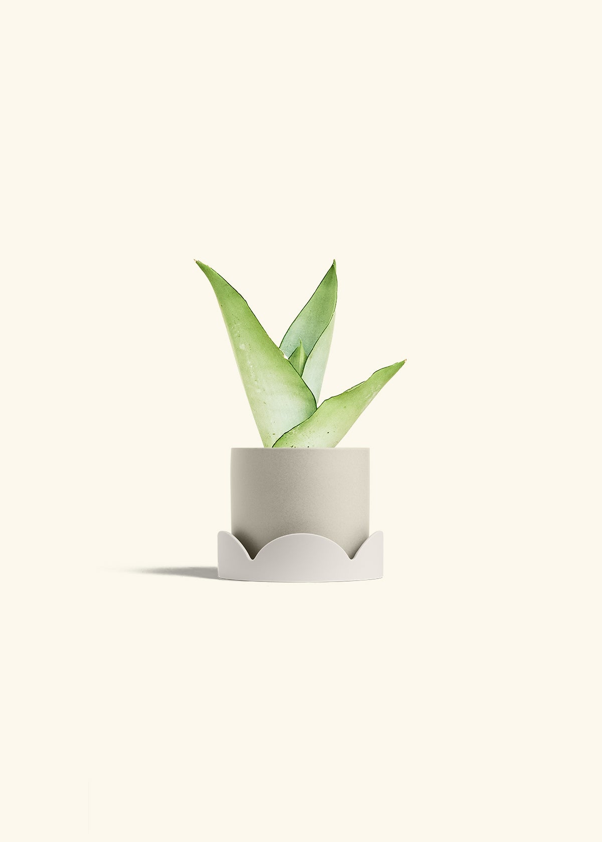 Moonshine Snake Plant in a 4 inches Oat Classic Cylinder Planter in a Oat Petal Drip Tray