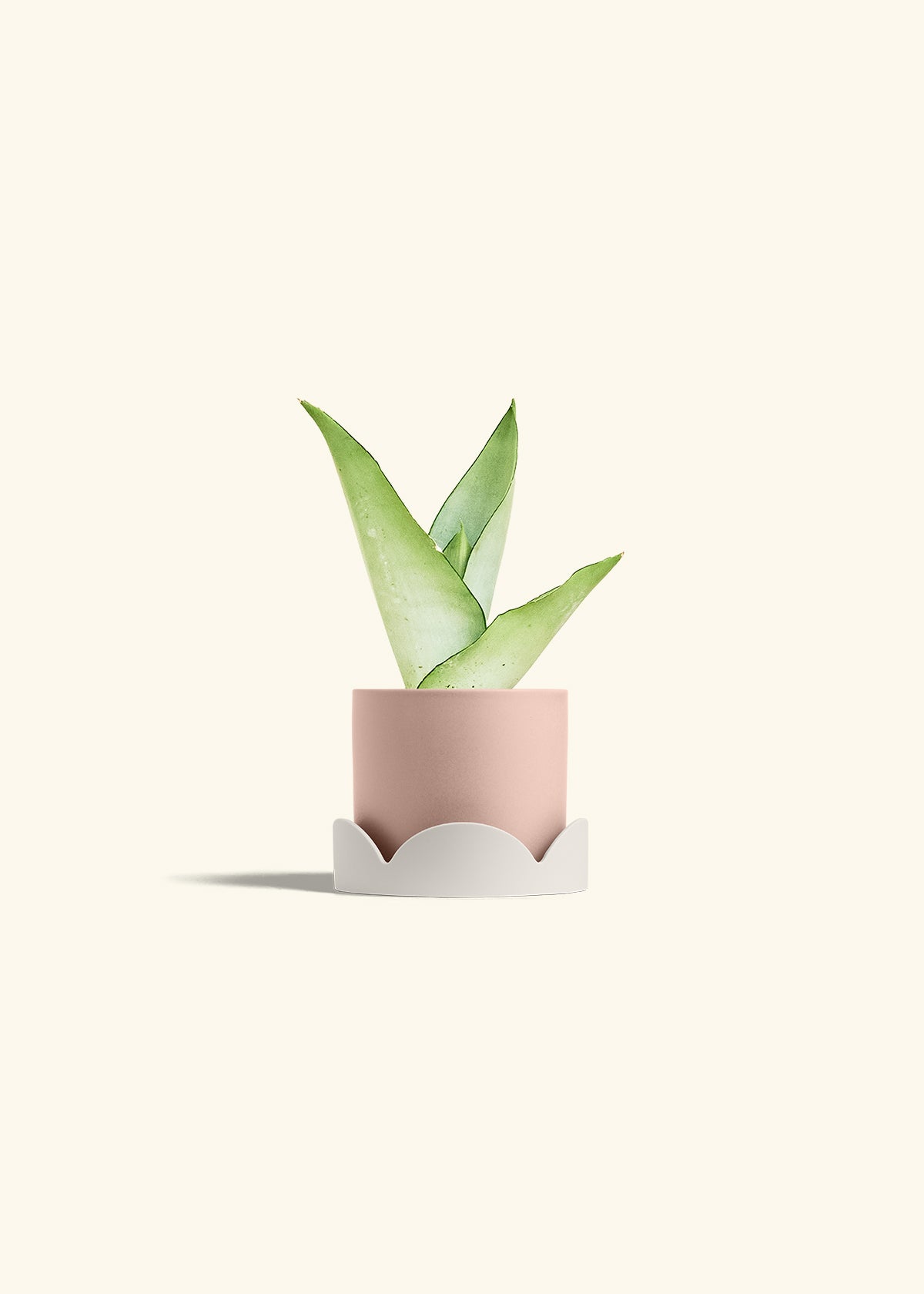 Moonshine Snake Plant in a 4 inches Pink Classic Cylinder Planter in a Oat Petal Drip Tray