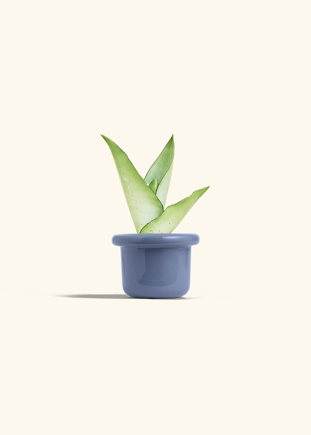 Moonshine Snake Plant in a 4 inches Fat Lip Blue Planter 