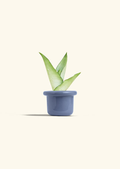 Moonshine Snake Plant in a 4 inches Fat Lip Blue Planter 