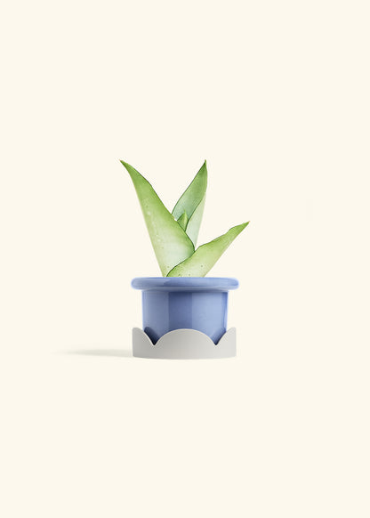 Moonshine Snake Plant in a 4 inches Fat Lip Blue Planter in a Oat Petal Drip Tray