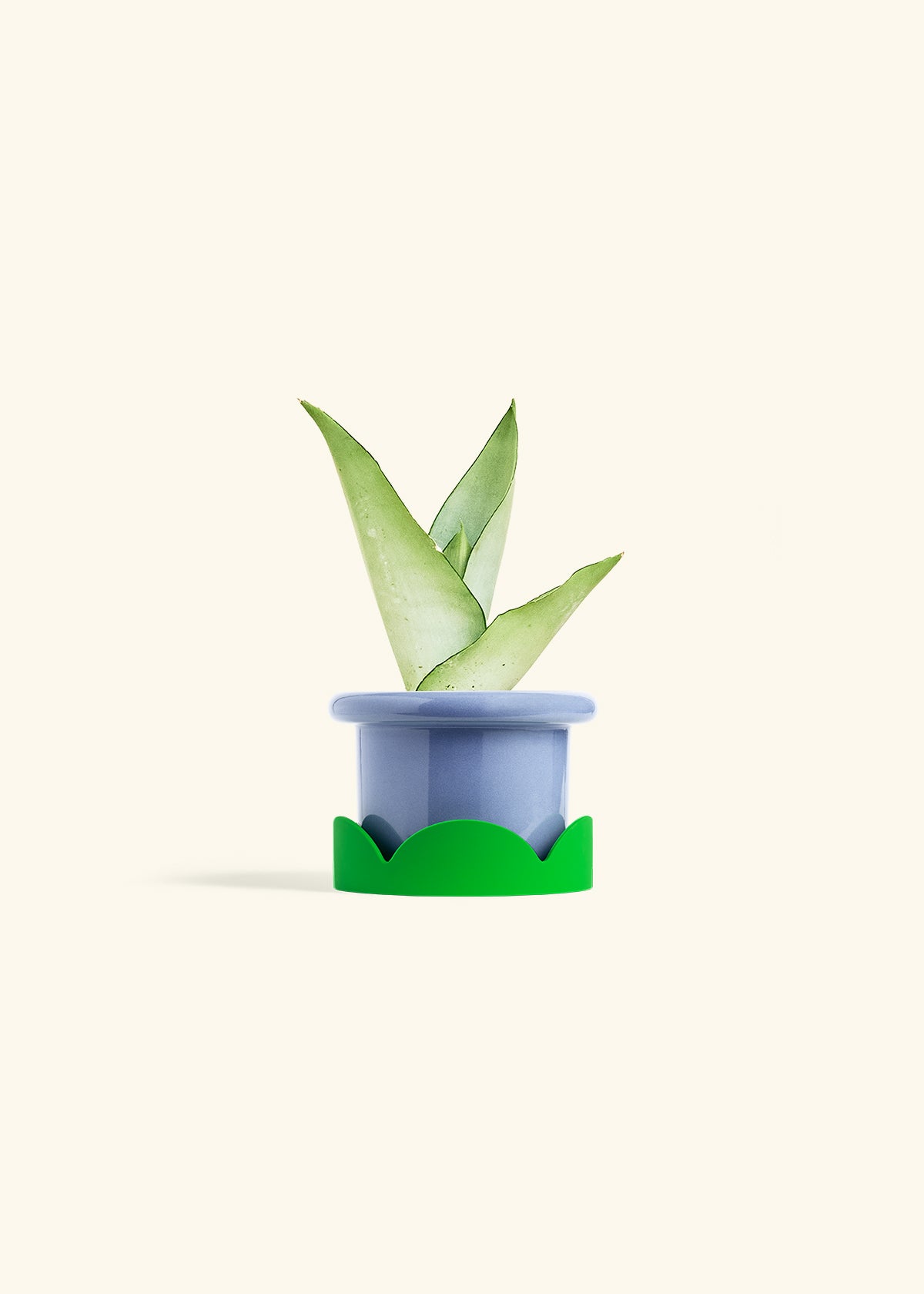 Moonshine Snake Plant in a 4 inches Fat Lip Blue Planter in a Shamrock Petal Drip Tray