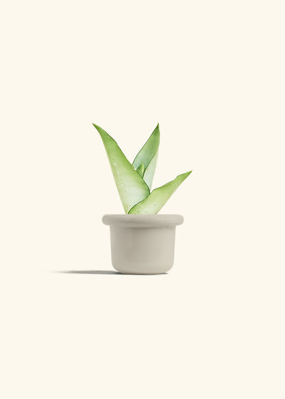 Moonshine Snake Plant in a 4 inches Fat Lip Oat Planter 