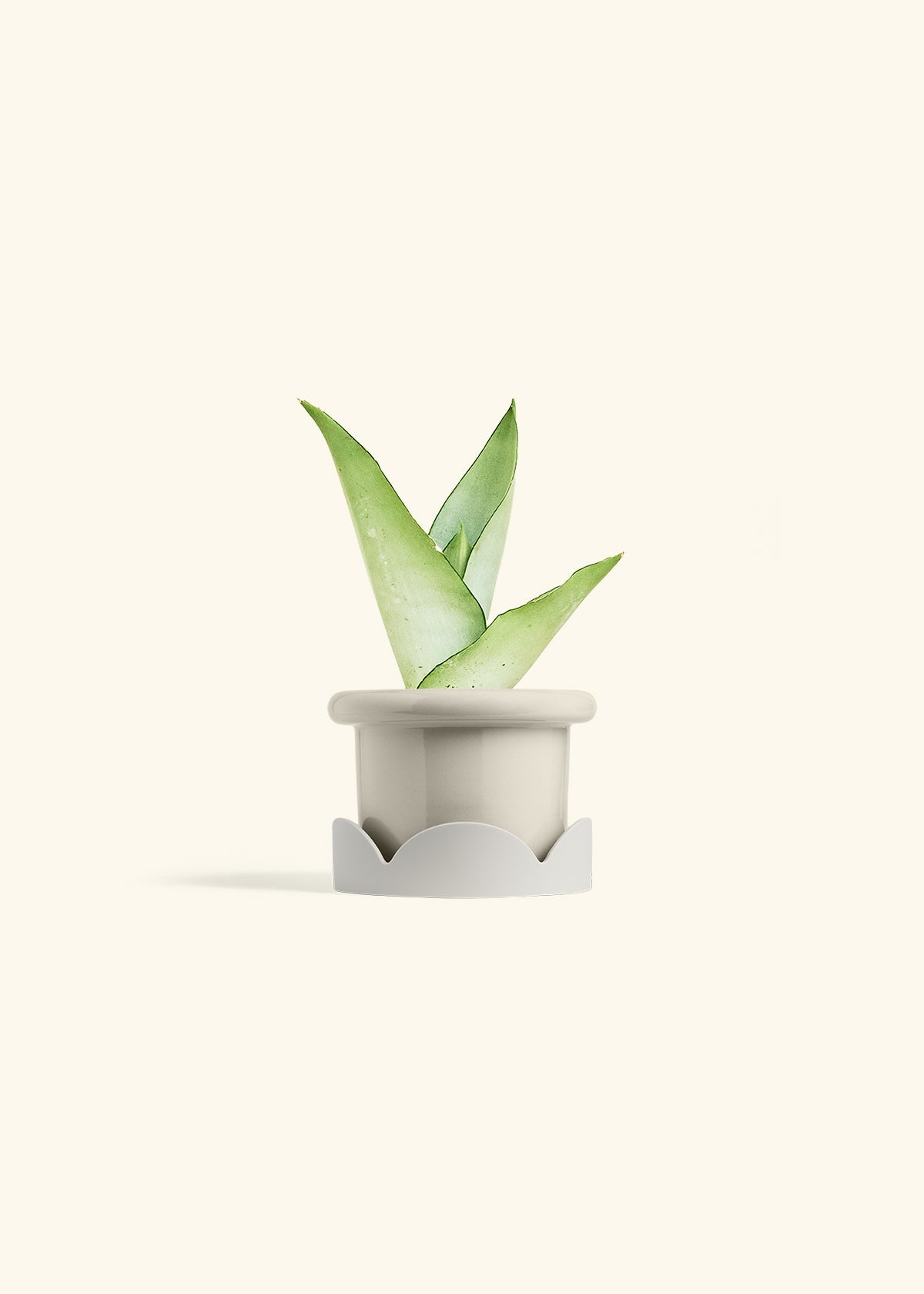 Moonshine Snake Plant in a 4 inches Fat Lip Oat Planter in a Oat Petal Drip Tray