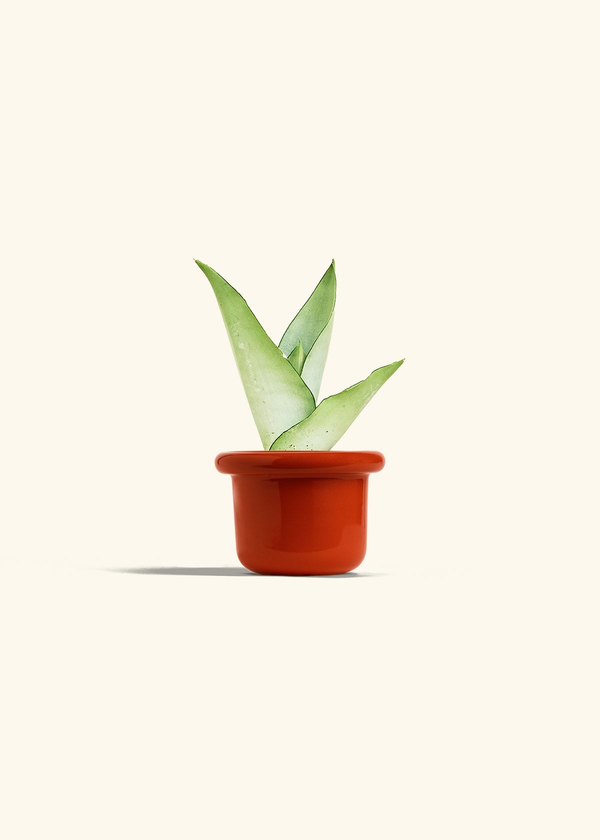 Moonshine Snake Plant in a 4 inches Fat Lip Red Planter 