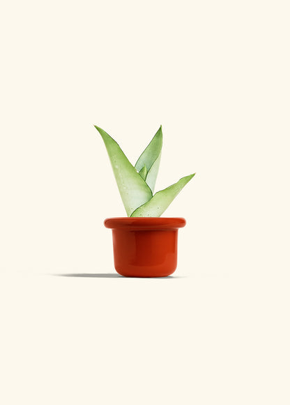 Moonshine Snake Plant in a 4 inches Fat Lip Red Planter 