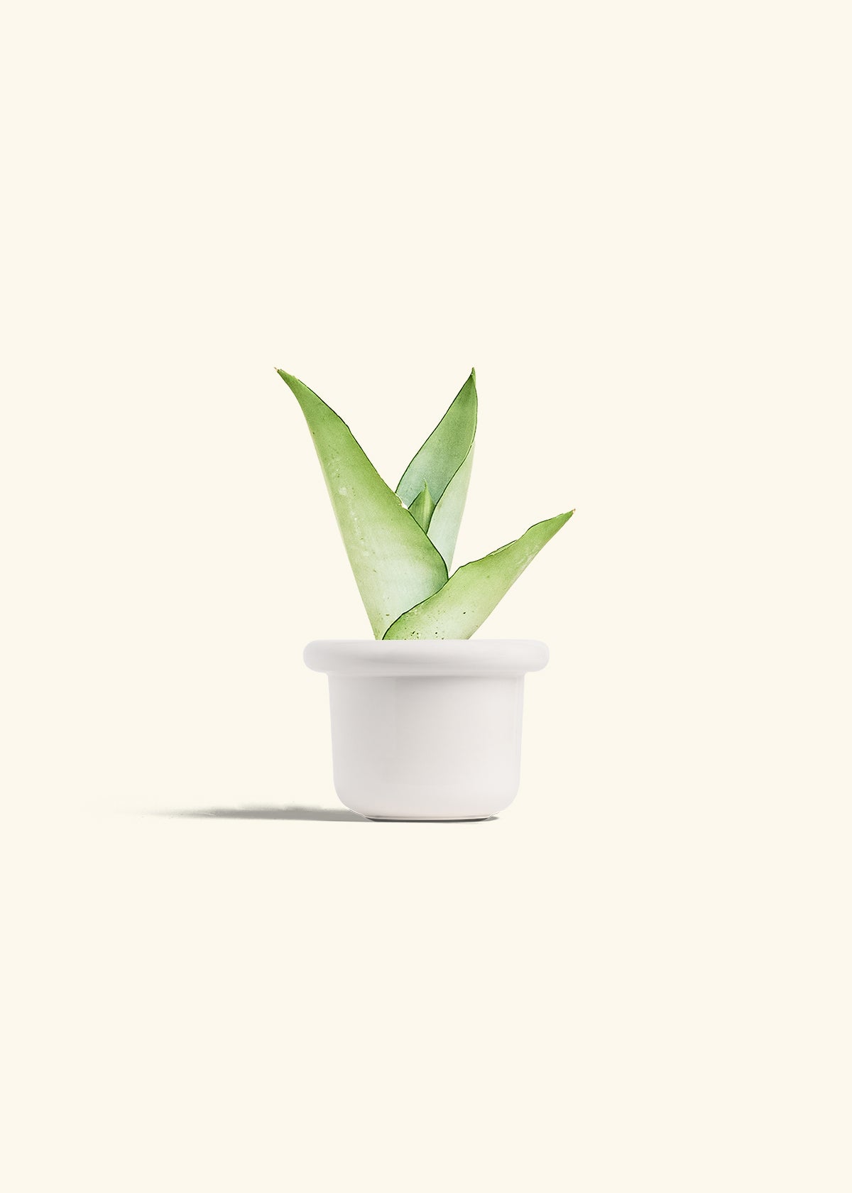 Moonshine Snake Plant in a 4 inches Fat Lip White Planter 