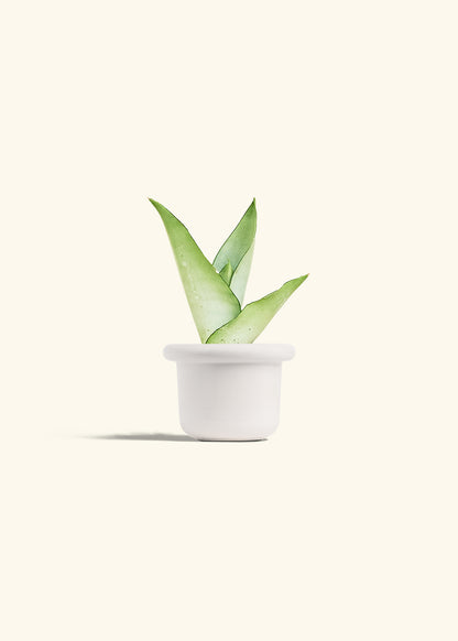Moonshine Snake Plant in a 4 inches Fat Lip White Planter 