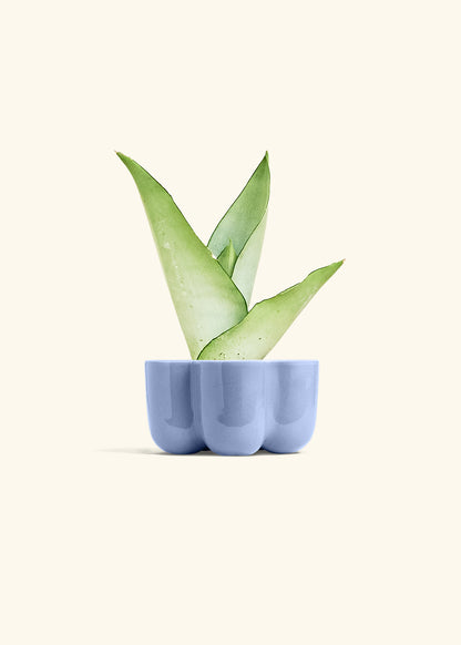 Moonshine Snake Plant, Small