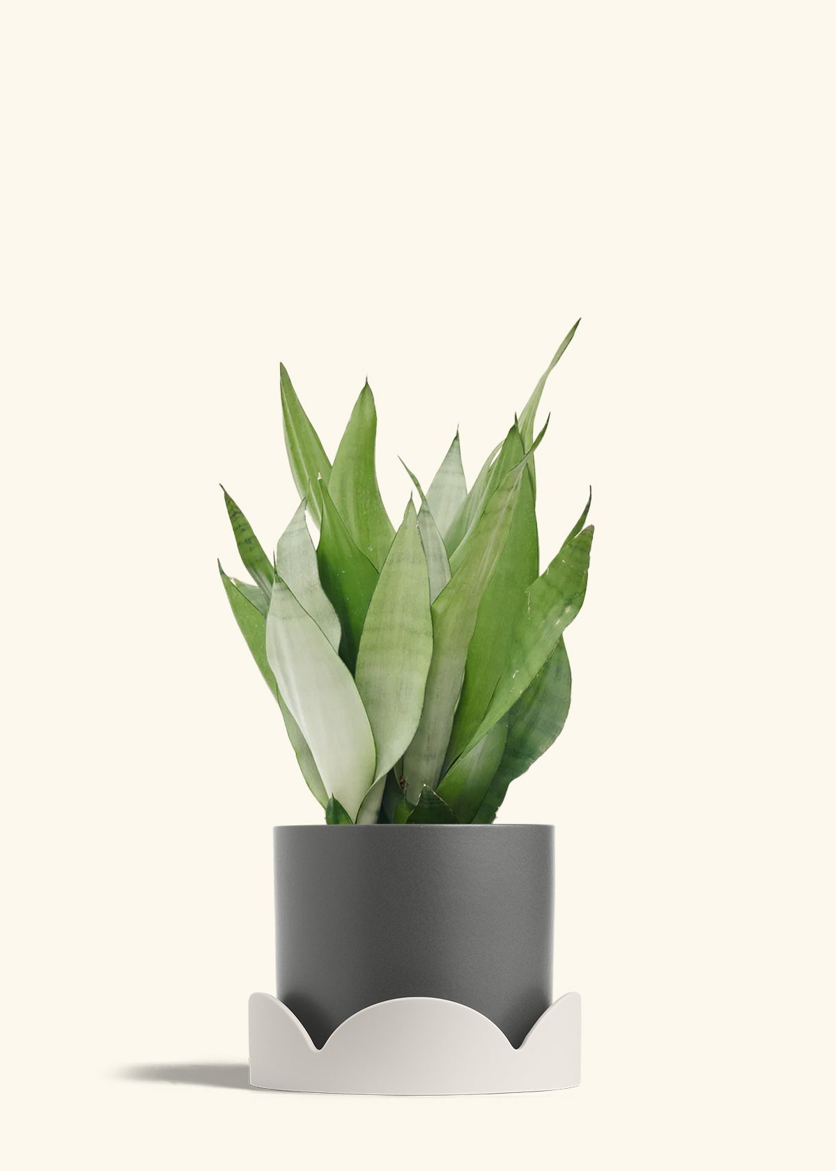 Moonshine Snake Plant in a 8 inches Charcoal Classic Cylinder Planter in a Oat Petal Drip Tray