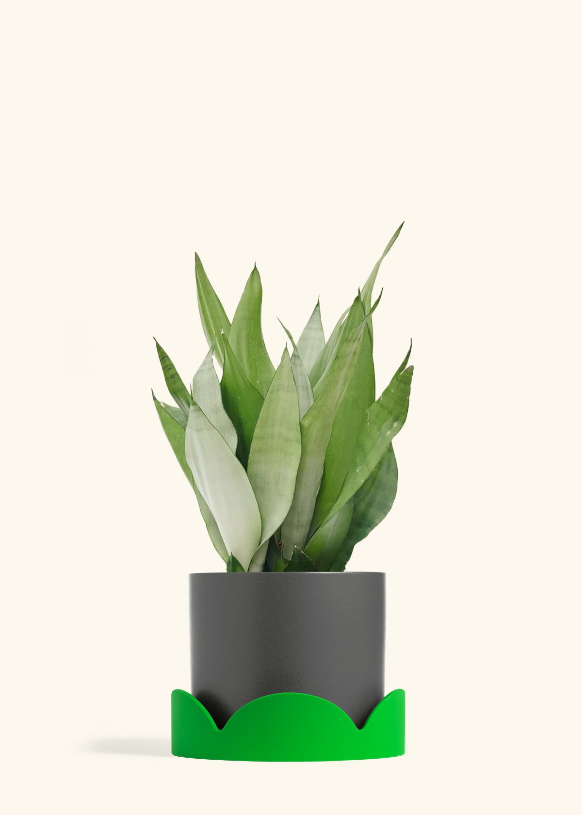 Moonshine Snake Plant in a 8 inches Charcoal Classic Cylinder Planter in a Shamrock Petal Drip Tray