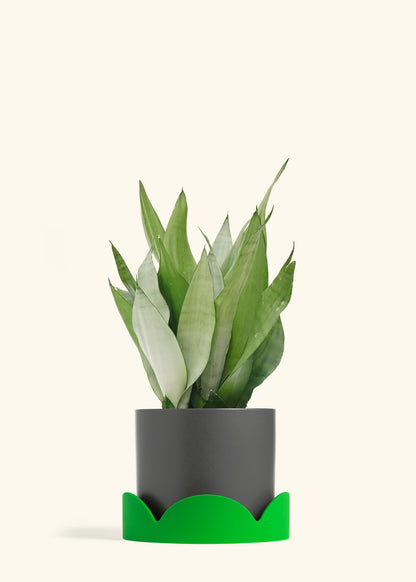 Moonshine Snake Plant in a 8 inches Charcoal Classic Cylinder Planter in a Shamrock Petal Drip Tray