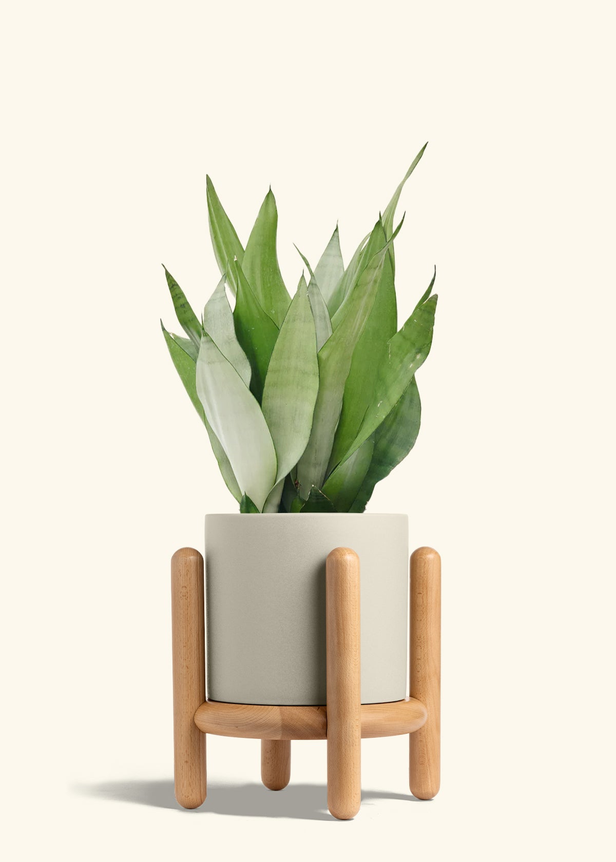 Moonshine Snake Plant in a 8 inches Oat Classic Cylinder Planter in a Beech Wood Stand