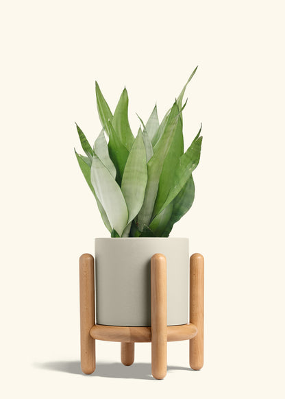 Moonshine Snake Plant in a 8 inches Oat Classic Cylinder Planter in a Beech Wood Stand
