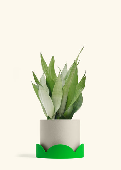 Moonshine Snake Plant in a 8 inches Oat Classic Cylinder Planter in a Shamrock Petal Drip Tray