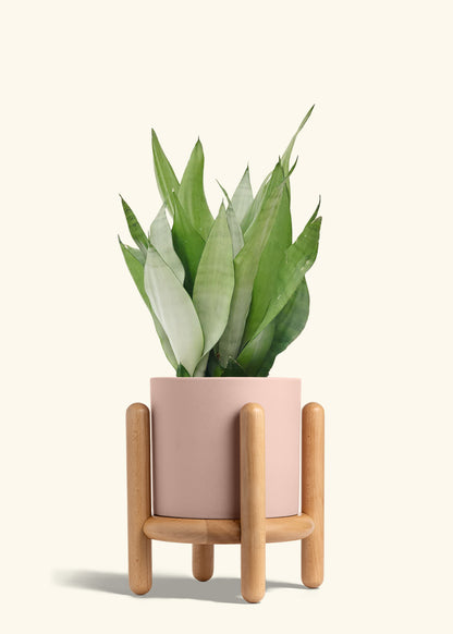 Moonshine Snake Plant in a 8 inches Pink Classic Cylinder Planter in a Beech Wood Stand
