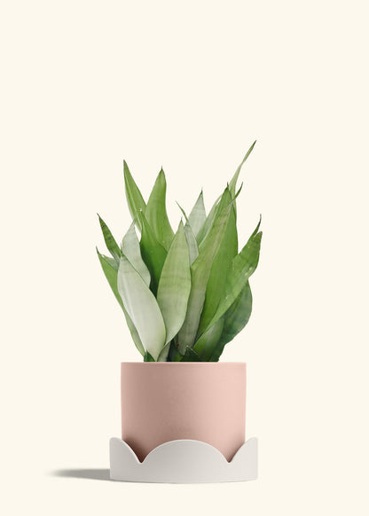 Moonshine Snake Plant in a 8 inches Pink Classic Cylinder Planter in a Oat Petal Drip Tray