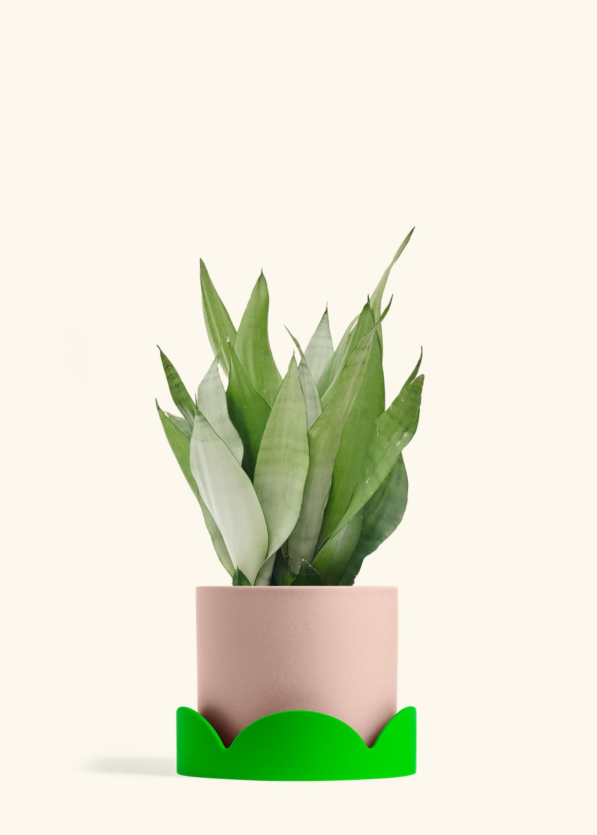 Moonshine Snake Plant in a 8 inches Pink Classic Cylinder Planter in a Shamrock Petal Drip Tray