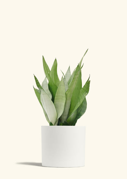 Moonshine Snake Plant in a 8 inches White Classic Cylinder Planter 