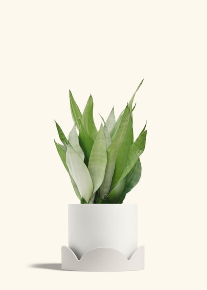 Moonshine Snake Plant in a 8 inches White Classic Cylinder Planter in a Oat Petal Drip Tray
