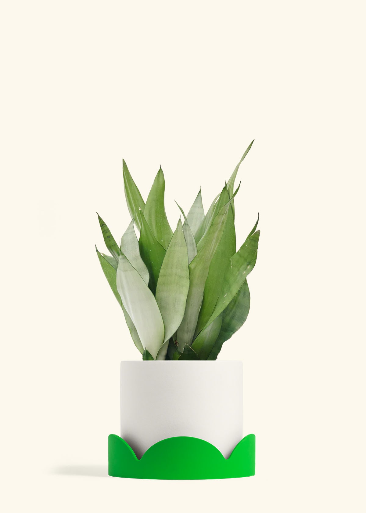 Moonshine Snake Plant in a 8 inches White Classic Cylinder Planter in a Shamrock Petal Drip Tray