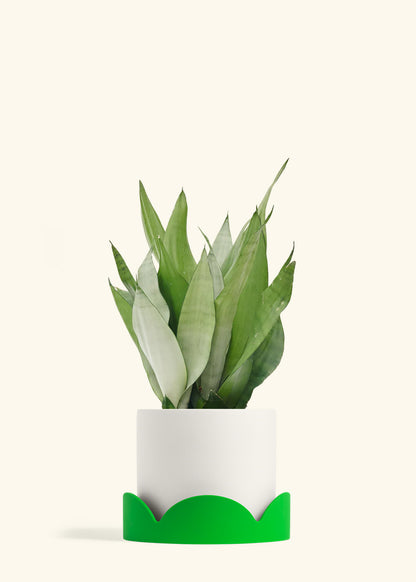 Moonshine Snake Plant in a 8 inches White Classic Cylinder Planter in a Shamrock Petal Drip Tray
