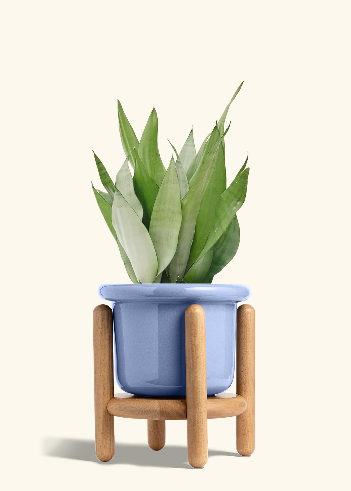 Moonshine Snake Plant in a 8 inches Fat Lip Blue Planter in a Beech Wood Stand
