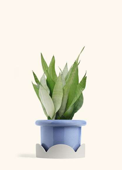 Moonshine Snake Plant in a 8 inches Fat Lip Blue Planter in a Oat Petal Drip Tray