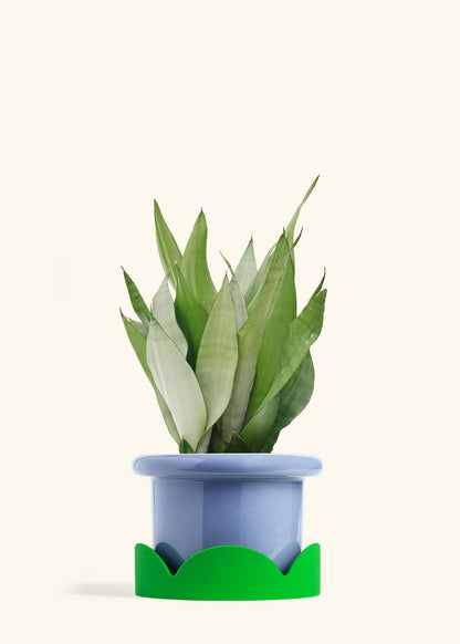 Moonshine Snake Plant in a 8 inches Fat Lip Blue Planter in a Shamrock Petal Drip Tray