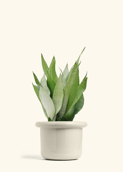 Moonshine Snake Plant in a 8 inches Fat Lip Oat Planter 
