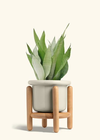 Moonshine Snake Plant in a 8 inches Fat Lip Oat Planter in a Beech Wood Stand