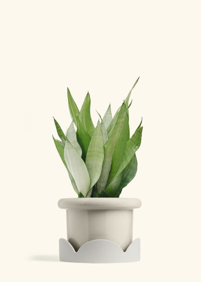 Moonshine Snake Plant in a 8 inches Fat Lip Oat Planter in a Oat Petal Drip Tray