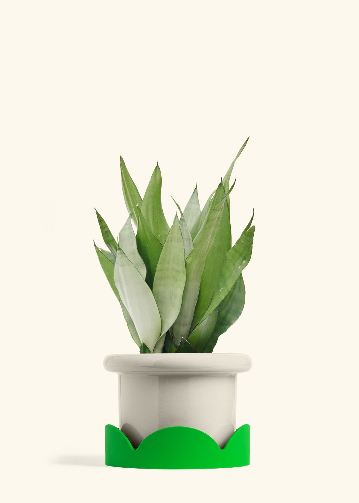 Moonshine Snake Plant in a 8 inches Fat Lip Oat Planter in a Shamrock Petal Drip Tray