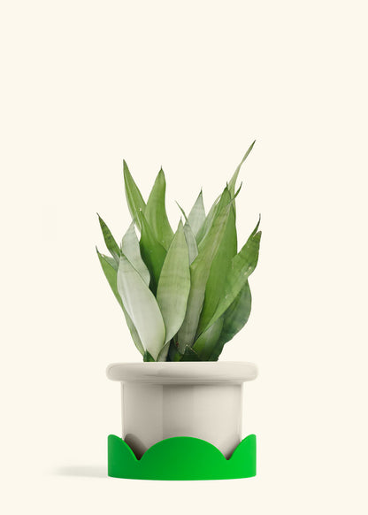 Moonshine Snake Plant in a 8 inches Fat Lip Oat Planter in a Shamrock Petal Drip Tray