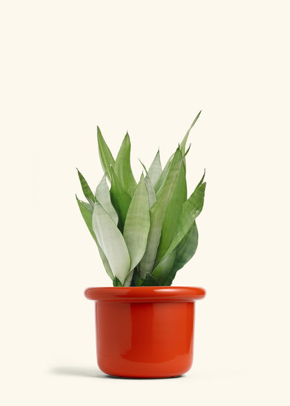 Moonshine Snake Plant in a 8 inches Fat Lip Red Planter 