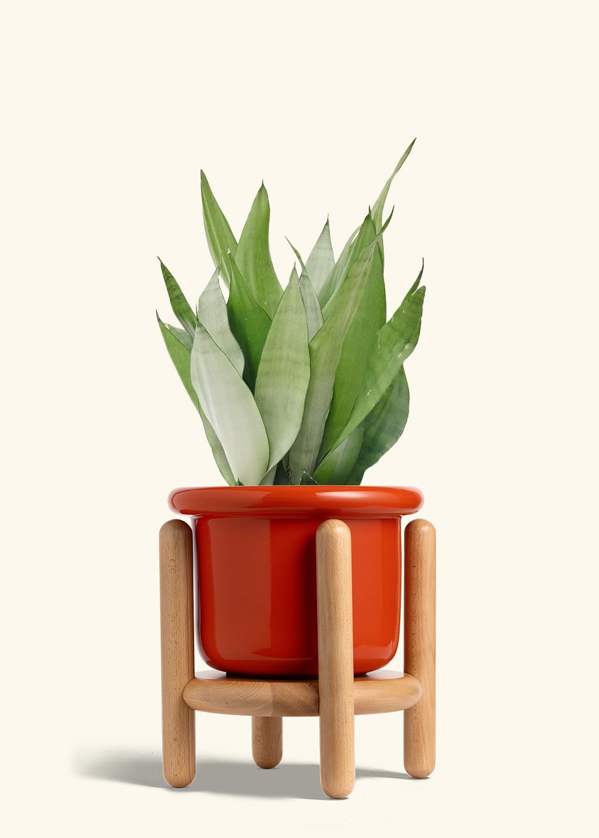 Moonshine Snake Plant in a 8 inches Fat Lip Red Planter in a Beech Wood Stand
