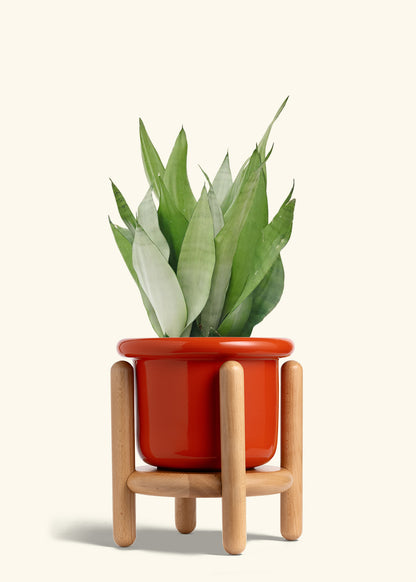 Moonshine Snake Plant in a 8 inches Fat Lip Red Planter in a Beech Wood Stand