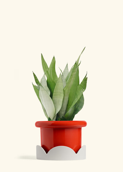 Moonshine Snake Plant in a 8 inches Fat Lip Red Planter in a Oat Petal Drip Tray