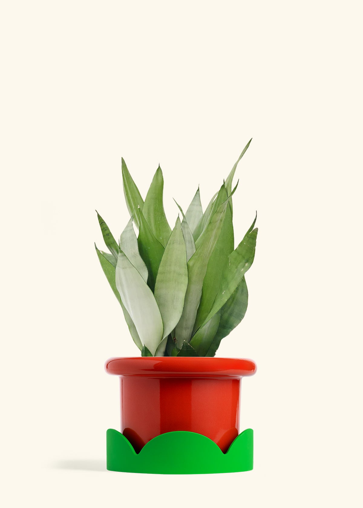 Moonshine Snake Plant in a 8 inches Fat Lip Red Planter in a Shamrock Petal Drip Tray