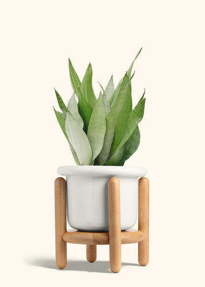 Moonshine Snake Plant in a 8 inches Fat Lip White Planter in a Beech Wood Stand