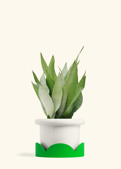Moonshine Snake Plant in a 8 inches Fat Lip White Planter in a Shamrock Petal Drip Tray