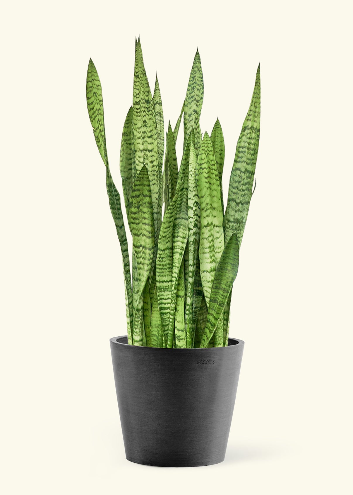 Large Snake Plant Zeylanica Sansevieria Zeylanica Rooted large-snake-plant-zeylanica-sansevieria-zeylanica-rooted