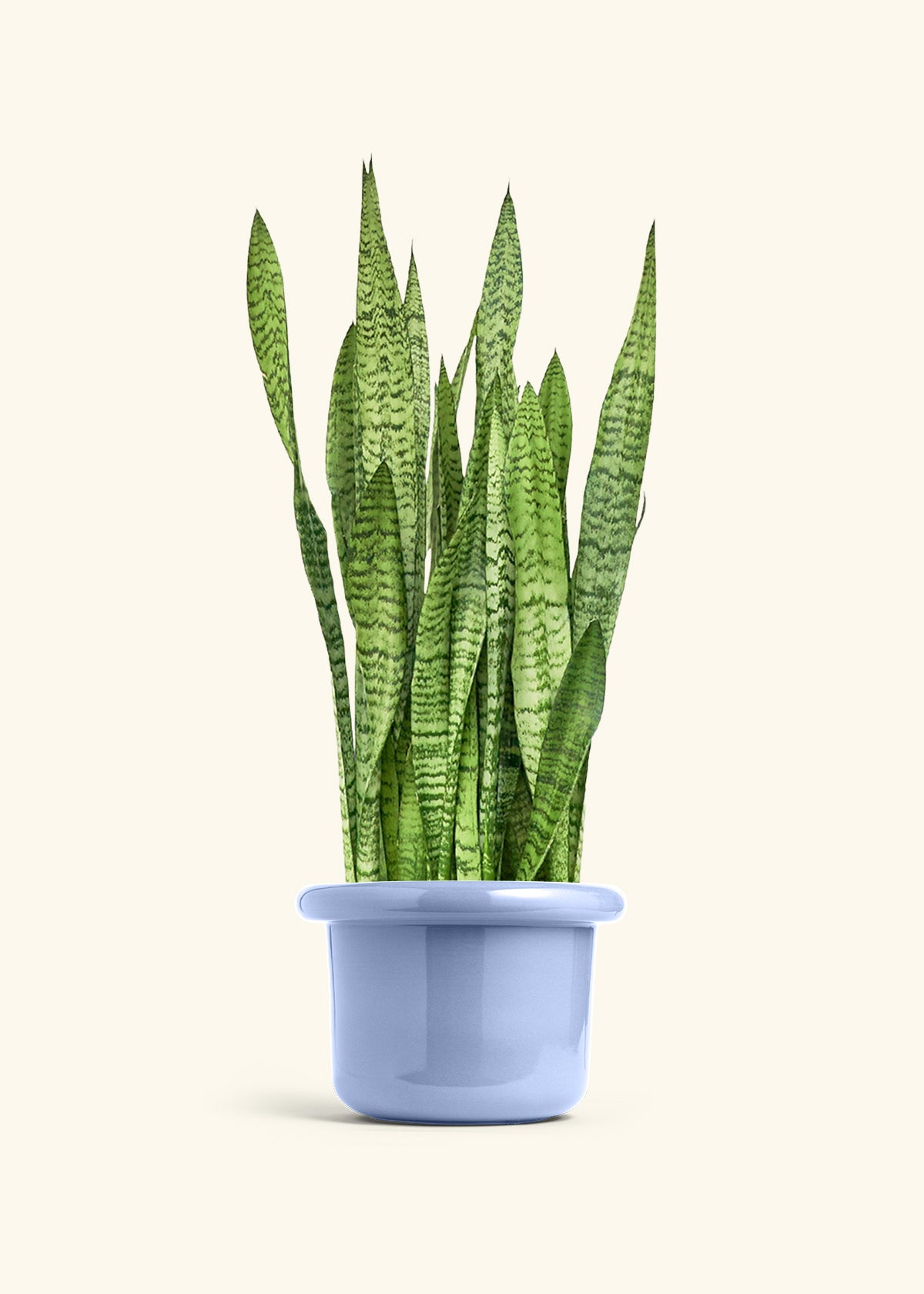 Snake Plant Zeylanica in a 10 inches Fat Lip Blue Planter 
