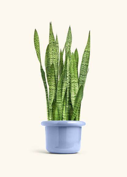 Snake Plant Zeylanica in a 10 inches Fat Lip Blue Planter 