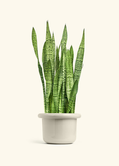 Snake Plant Zeylanica in a 10 inches Fat Lip Oat Planter 