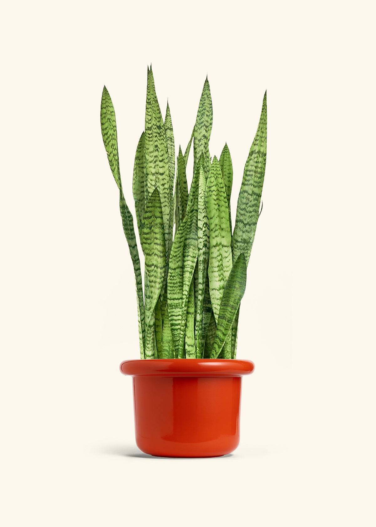 Snake Plant Zeylanica in a 10 inches Fat Lip Red Planter 