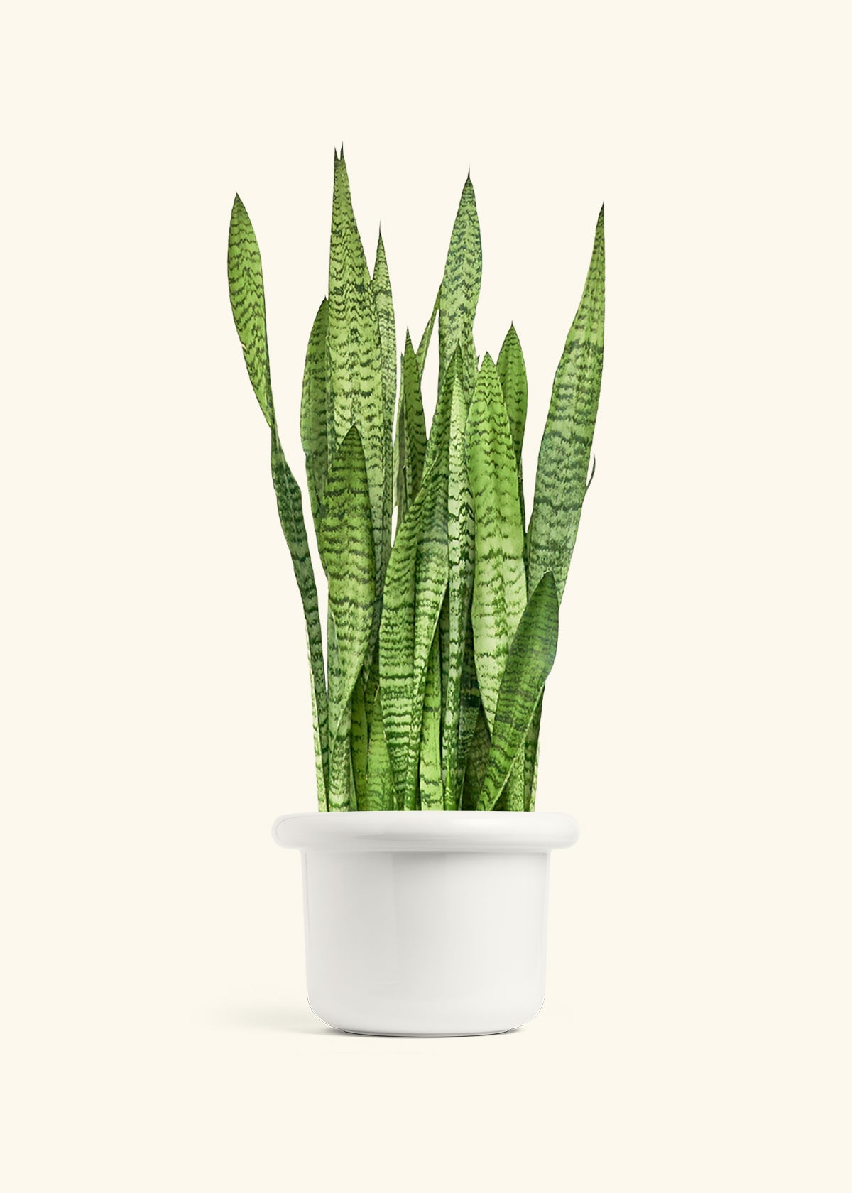 Snake Plant Zeylanica in a 10 inches Fat Lip White Planter 