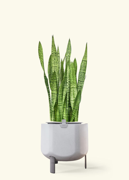 Snake Plant 'Zeylanica' in a 10 inches stone self watering pot