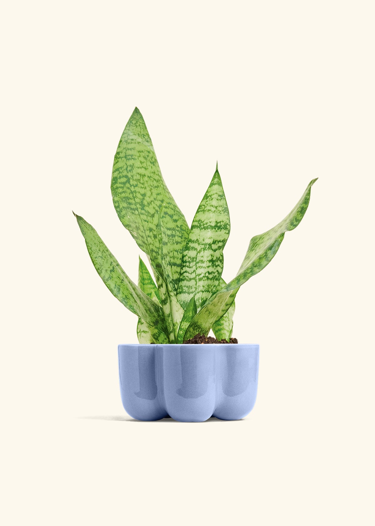 Snake Plant Zeylanica in a 4 inches in a Blue Petal Planter