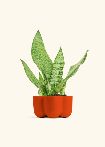 Snake Plant Zeylanica in a 4 inches in a Red Petal Planter